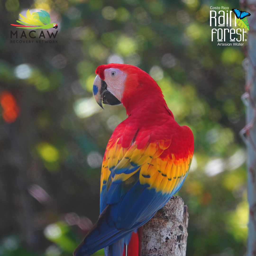 Celebrating the Success Macaws Back in the Wild RAINFOREST WATER