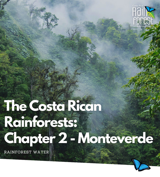 Costa Rican RainForest Series: Chapter 2 - Monteverde 🌳