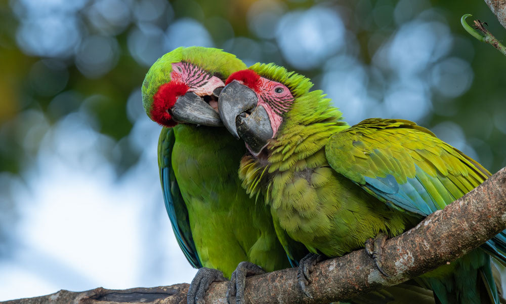 Macaw Recovery Network RAINFOREST WATER